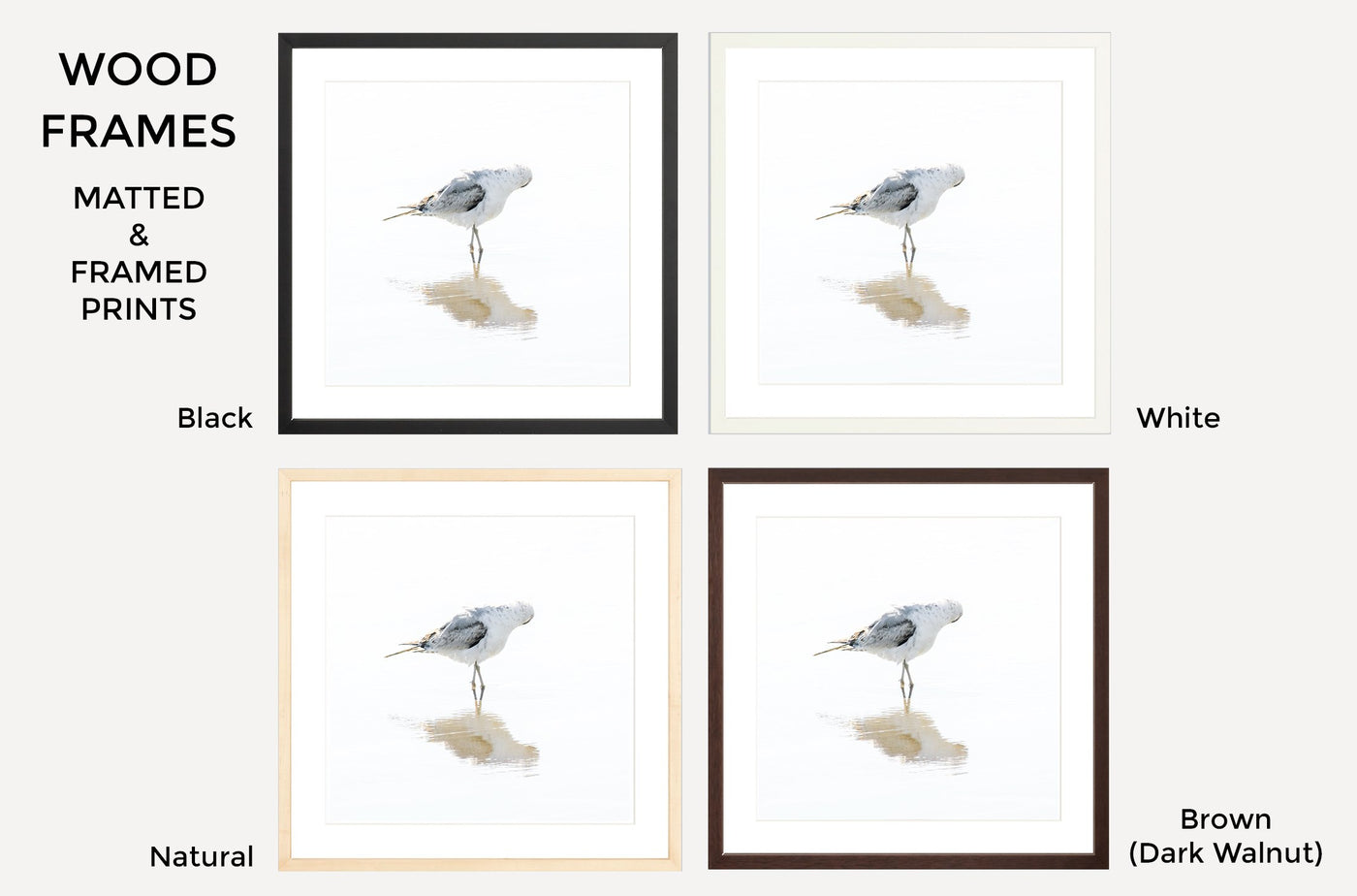 Seagull – Framed fine art prints by Cattie Coyle Photography