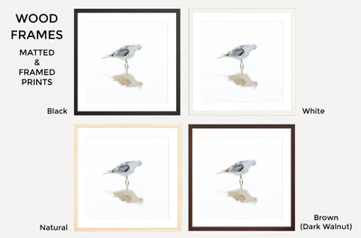 Seagull – Framed fine art prints by Cattie Coyle Photography
