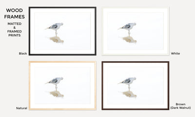 Framed seagull fine art prints by Cattie Coyle Photography