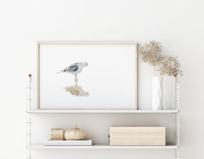 Seagull fine art print by Cattie Coyle Photography on shelf