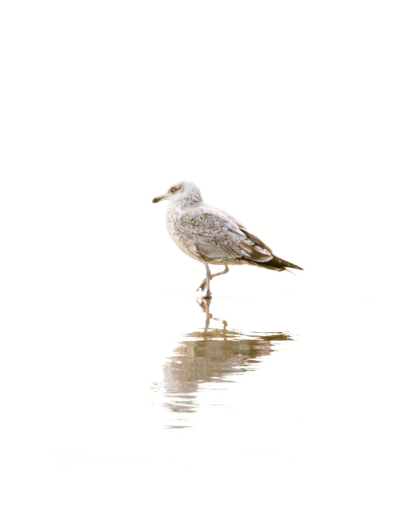 Seagull No 2 - Minimalist bird print by Cattie Coyle Photography