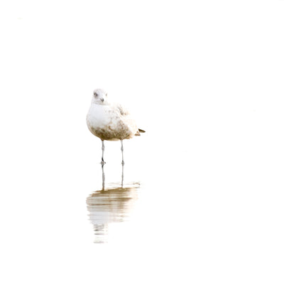 Seagull No 4 - Sea bird wall art by Cattie Coyle Photography