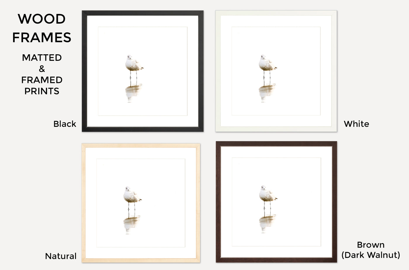 Seagull – Framed fine art prints by Cattie Coyle Photography