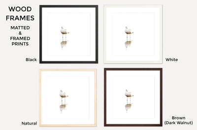 Seagull – Framed fine art prints by Cattie Coyle Photography
