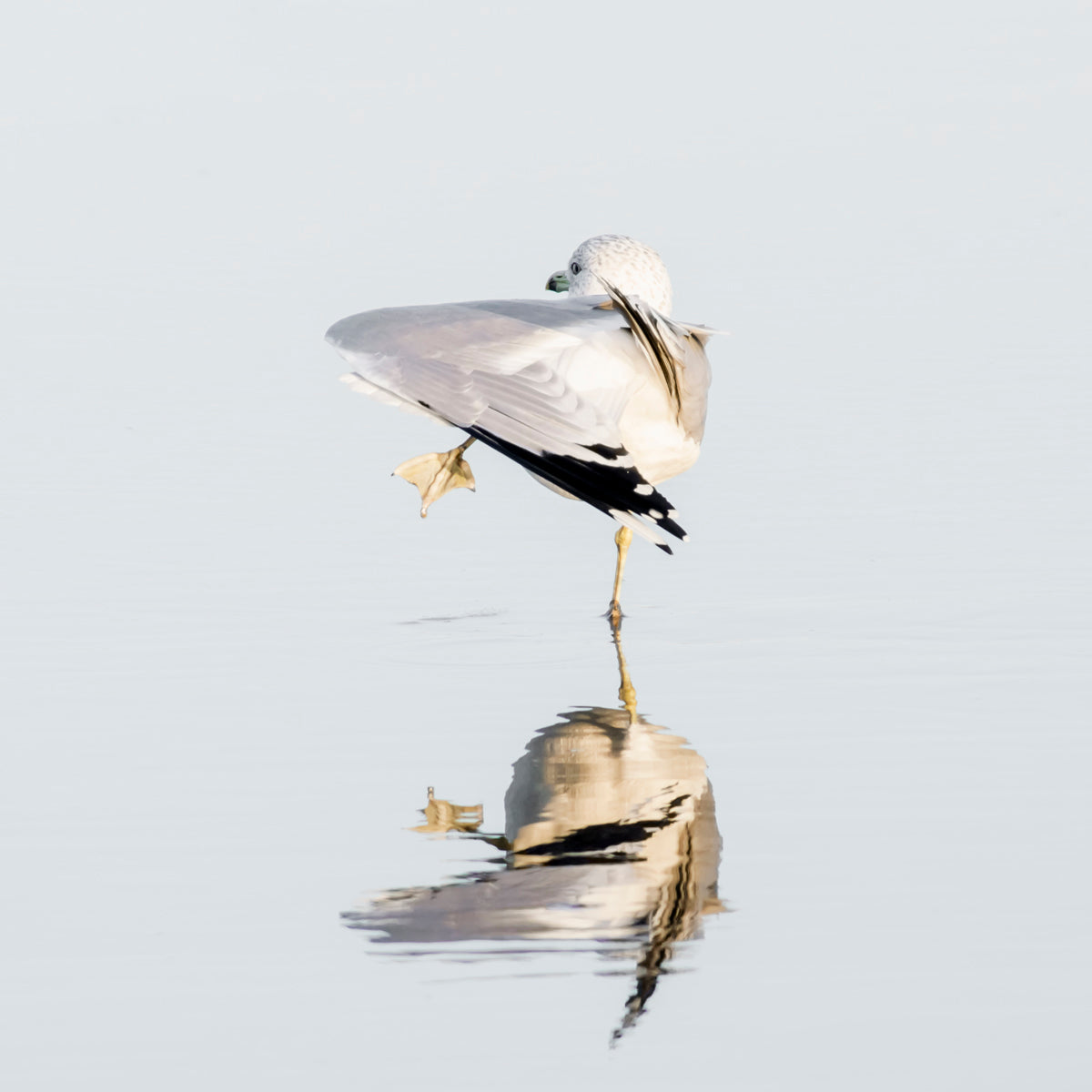 Seagull No 6 - Coastal bird prints by Cattie Coyle Photography