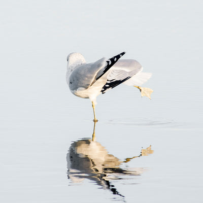 Seagull No 7 - Coastal bird art print by Cattie Coyle Photography