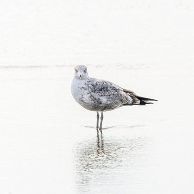 Seagull - Sea bird wall decor by Cattie Coyle Photography