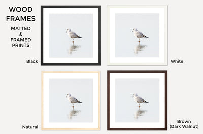 Seagull – Framed fine art prints by Cattie Coyle Photography