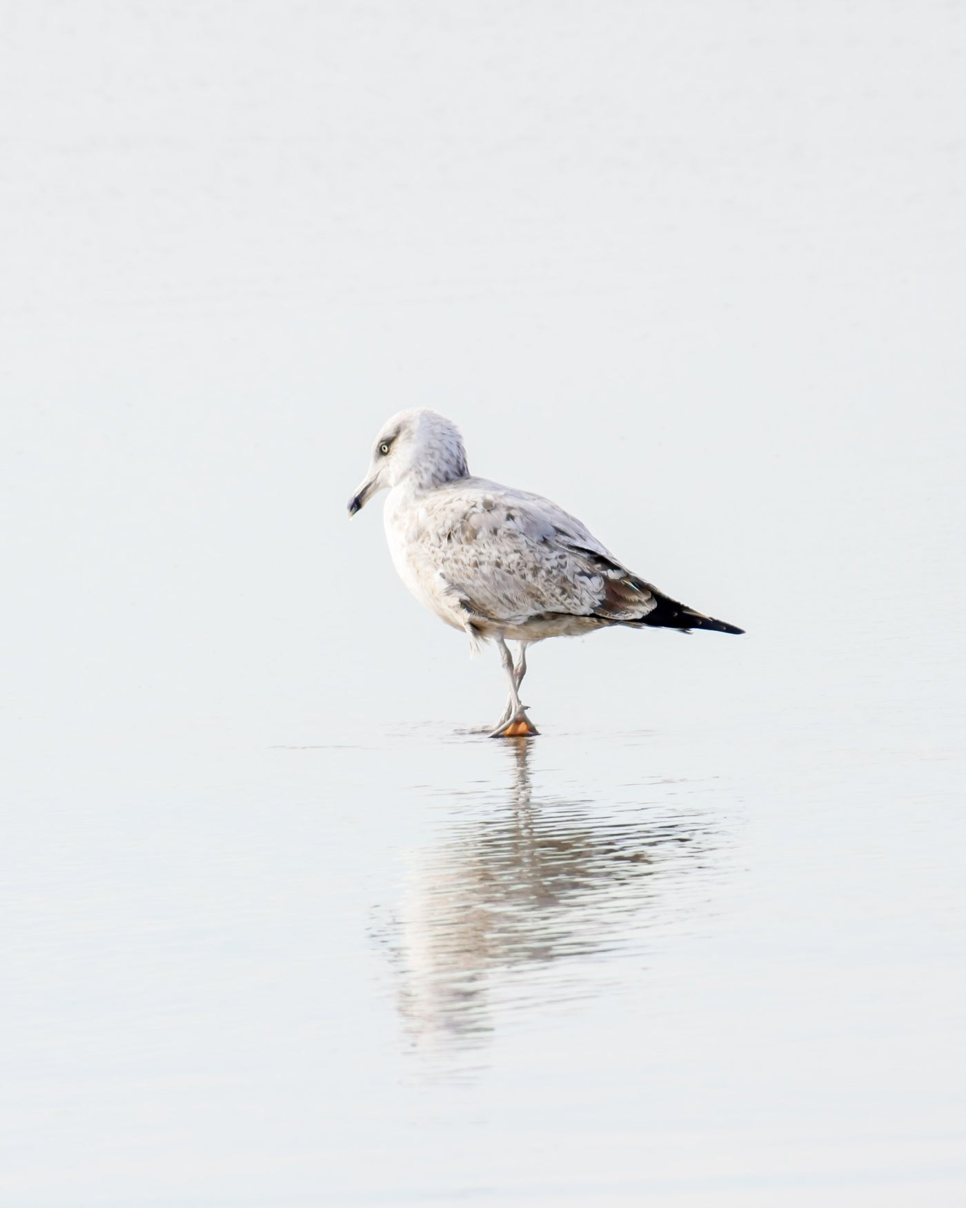 Seagull No 9 - Bird art, framed or unframed, by Cattie Coyle Photography