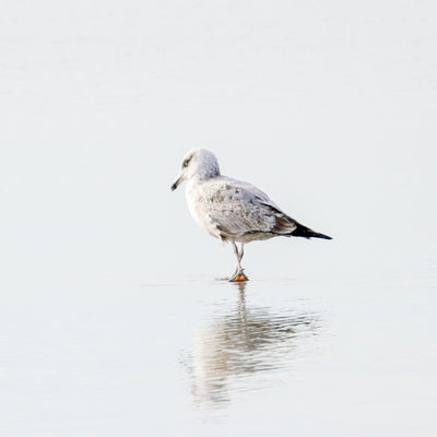 Seagull - Small square wall art by Cattie Coyle Photography