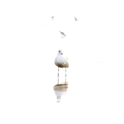 Shore birds framed art print by Cattie Coyle Photography