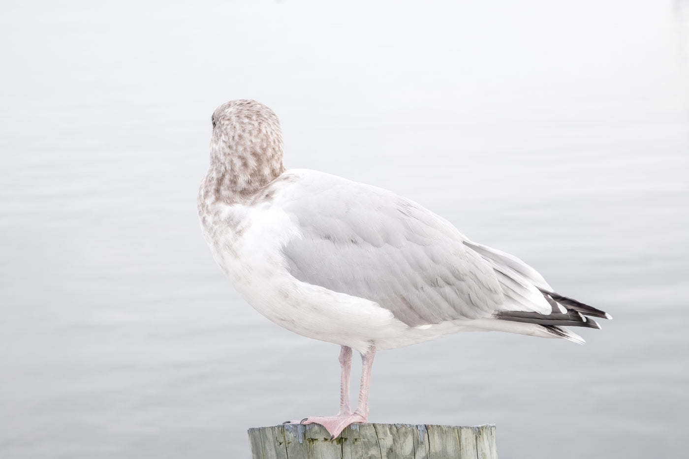Seagull No 16 - Fine art print by Cattie Coyle Photography