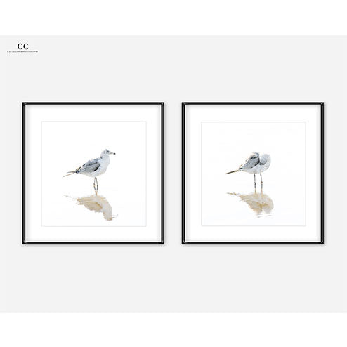 Seagulls - Set of 2 fine art prints by Cattie Coyle Photography