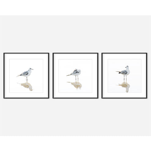 Seagulls - Set of 3 fine art prints by Cattie Coyle Photography