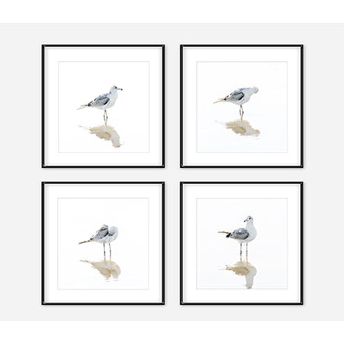 Seagulls - Set of 4 fine art prints by Cattie Coyle Photography