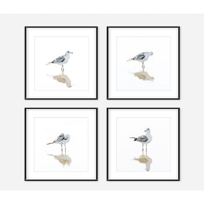 Seagulls - Set of 4 fine art prints by Cattie Coyle Photography