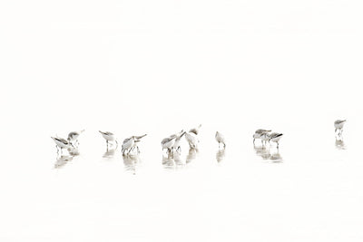 Sandpipers - Fine art print by Cattie Coyle Photography