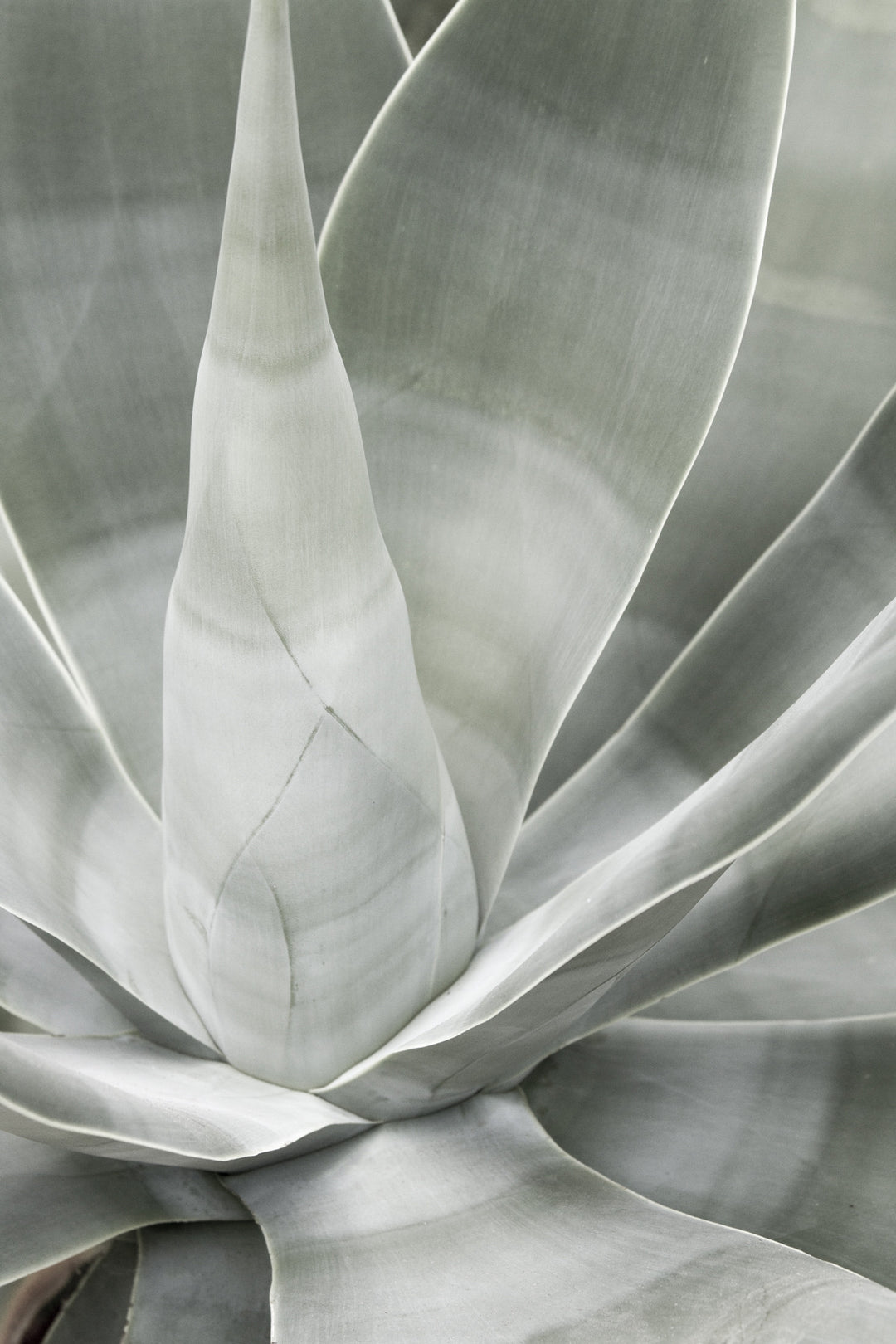 black and white succulent wall art Succulent Wall Art by Cattie Coyle Photography