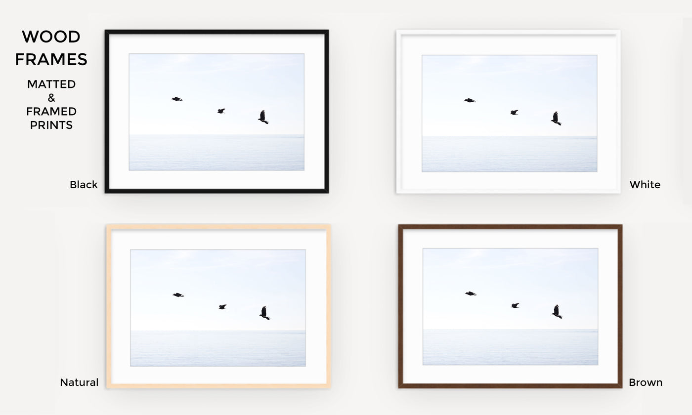 Three birds in flight - Large framed fine art prints by Cattie Coyle Photography