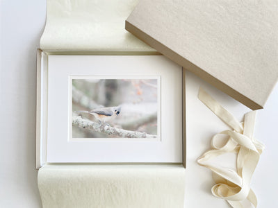 Tufted Titmouse - Boxed gift fine art print by Cattie Coyle Photography