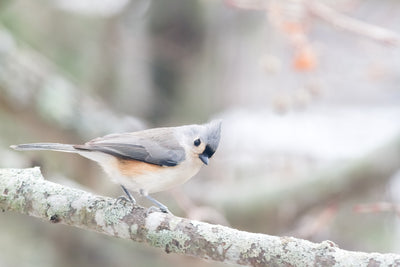 Tufted Titmouse - Bird art print by Cattie Coyle Photography
